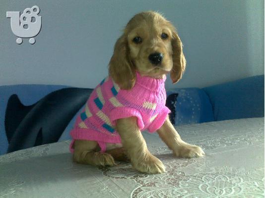 Αγγλικός Κόκερ Σπάνιελ -350 euro